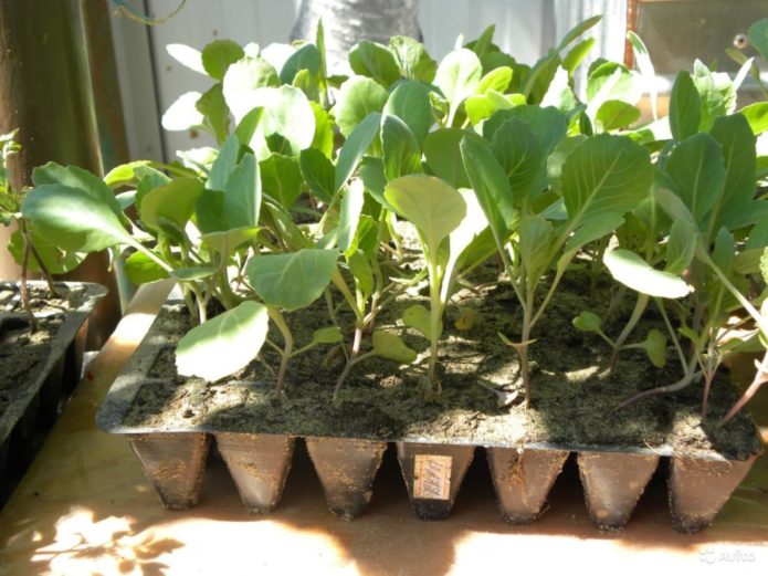 Lighting of cabbage seedlings