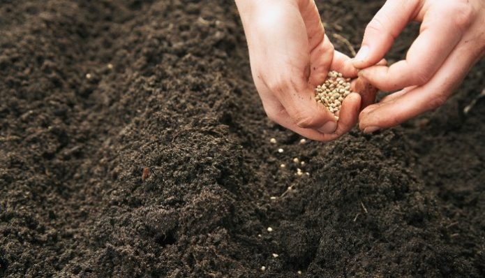 Plante brokkoli kålfrø i bakken