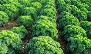 Kale Green Russe