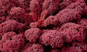 Kale Red krievu