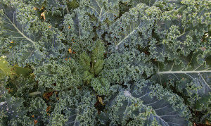 Kale, niebieski karzeł