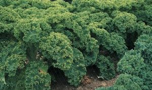 Kale berde na unano