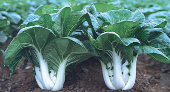 Pak-choy varieties Vesnyanka