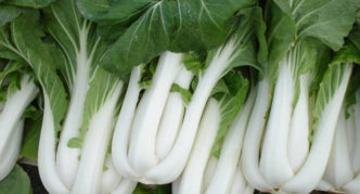 Pak-choi odrůdy Vlaštovka