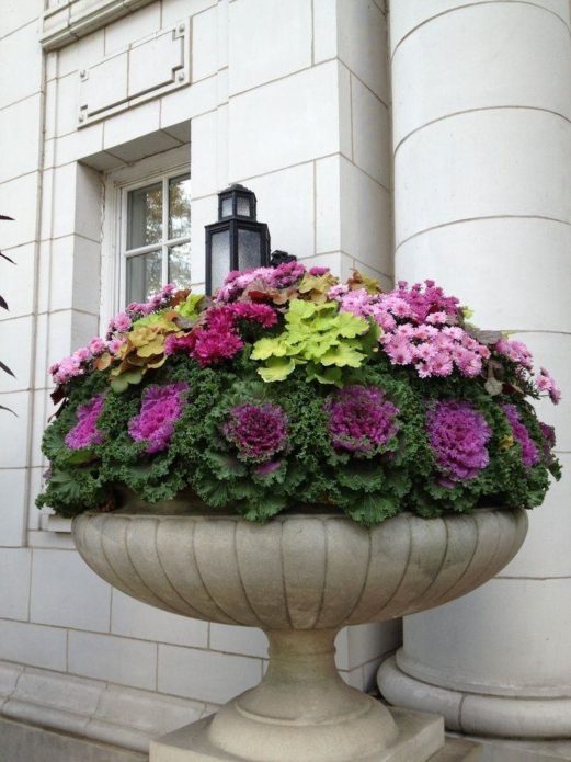 Zierkohl in einem Blumentopf