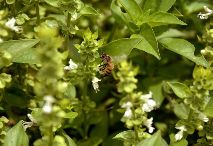 Flores de manjericão e abelha