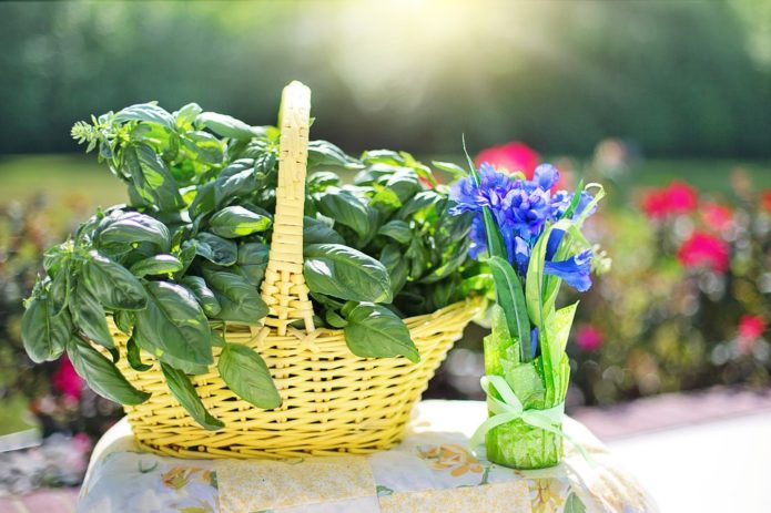 Basilic dans un panier