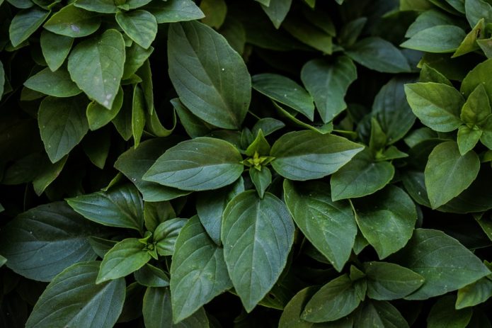 Manjericão com folhas verdes escuras