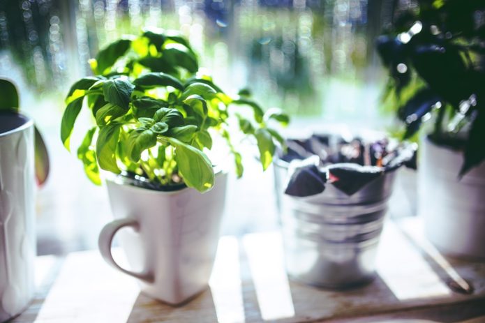 Albahaca en una taza