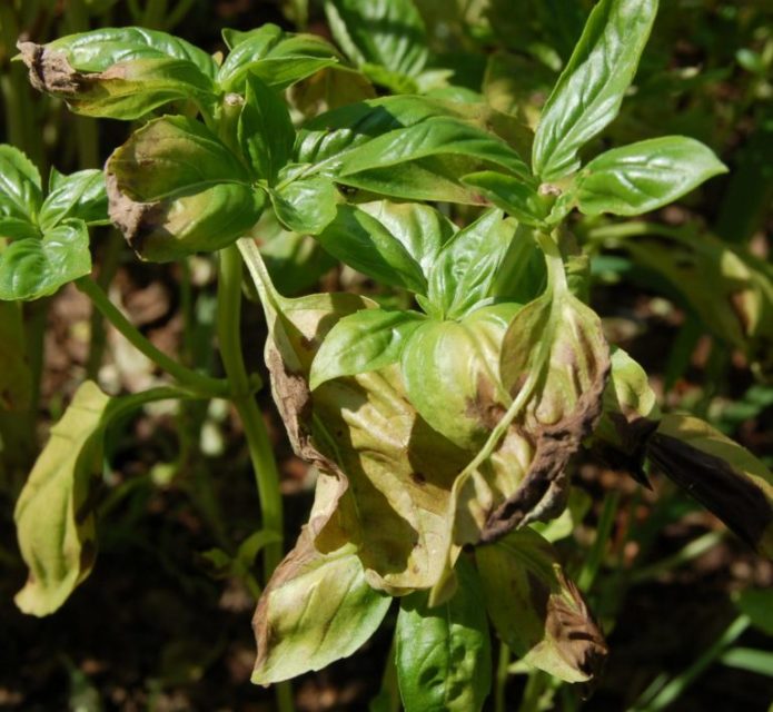 Manjericão afetado por fusarium