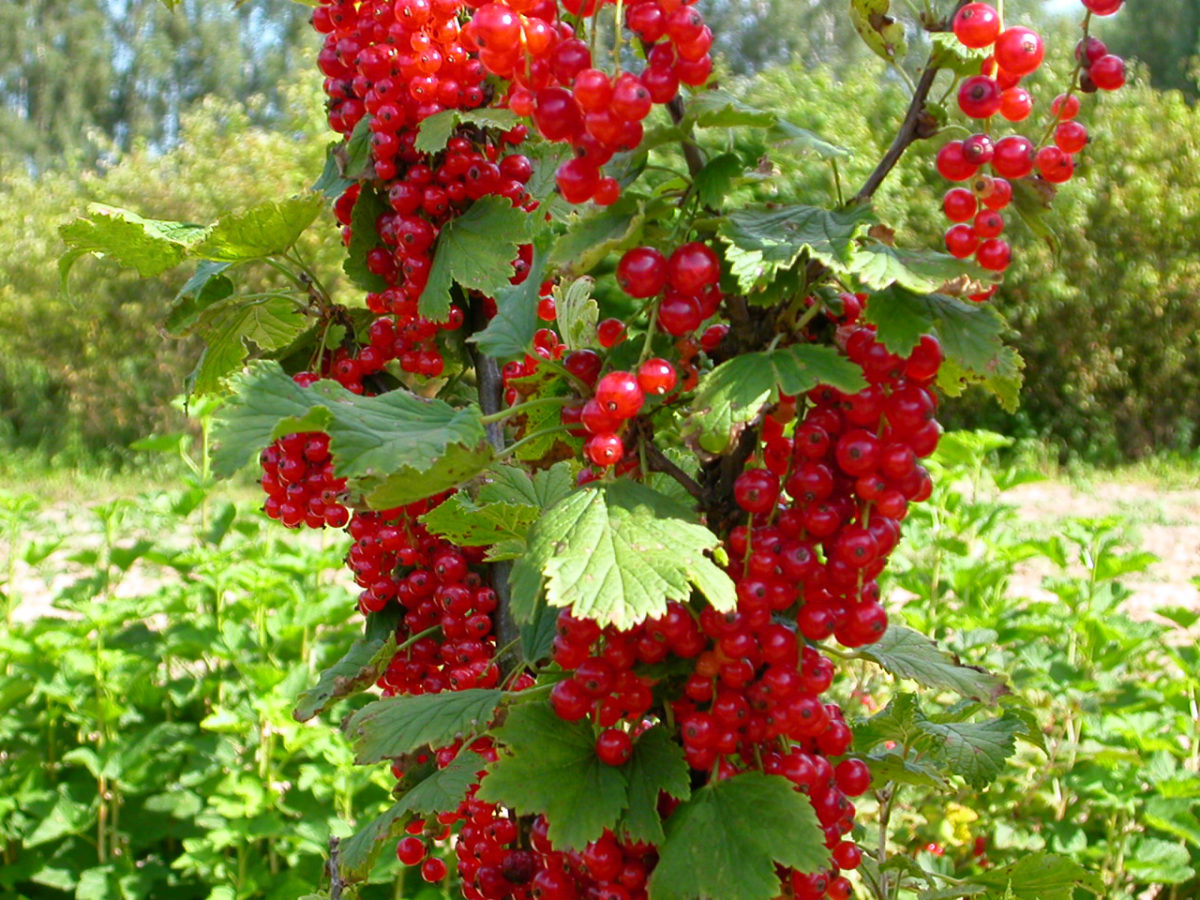 Currant bush