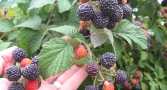 Variété de framboises de Cumberland