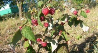 Variété Hercule