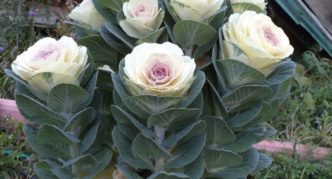 Piglon ornamental cabbage variety