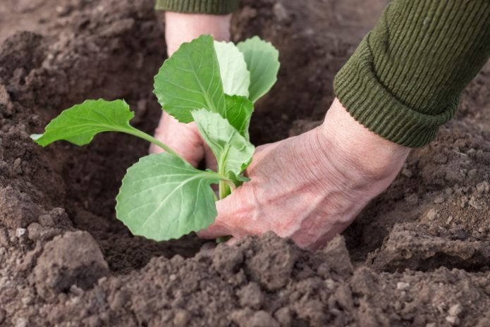 Piantare piantine di cavoli ornamentali nel terreno