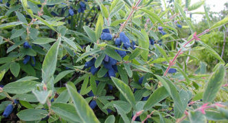 Buisson de chèvrefeuille à fruits