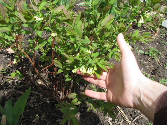 3 taong gulang na honeysuckle bush