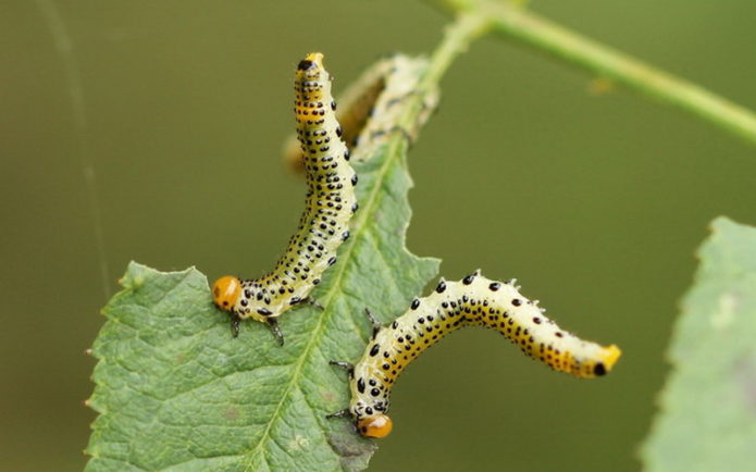 Honeysuckle sa panganib