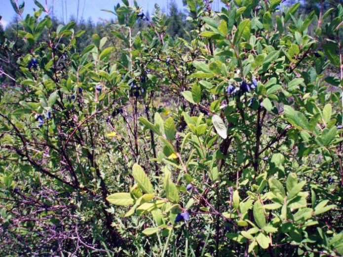 Boschetti della foresta di caprifoglio