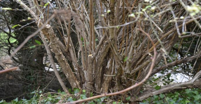 Mabigat na makapal ang honeysuckle bush