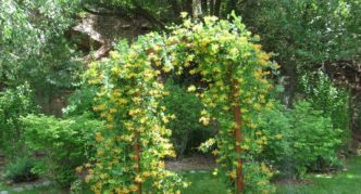 Honeysuckle arch