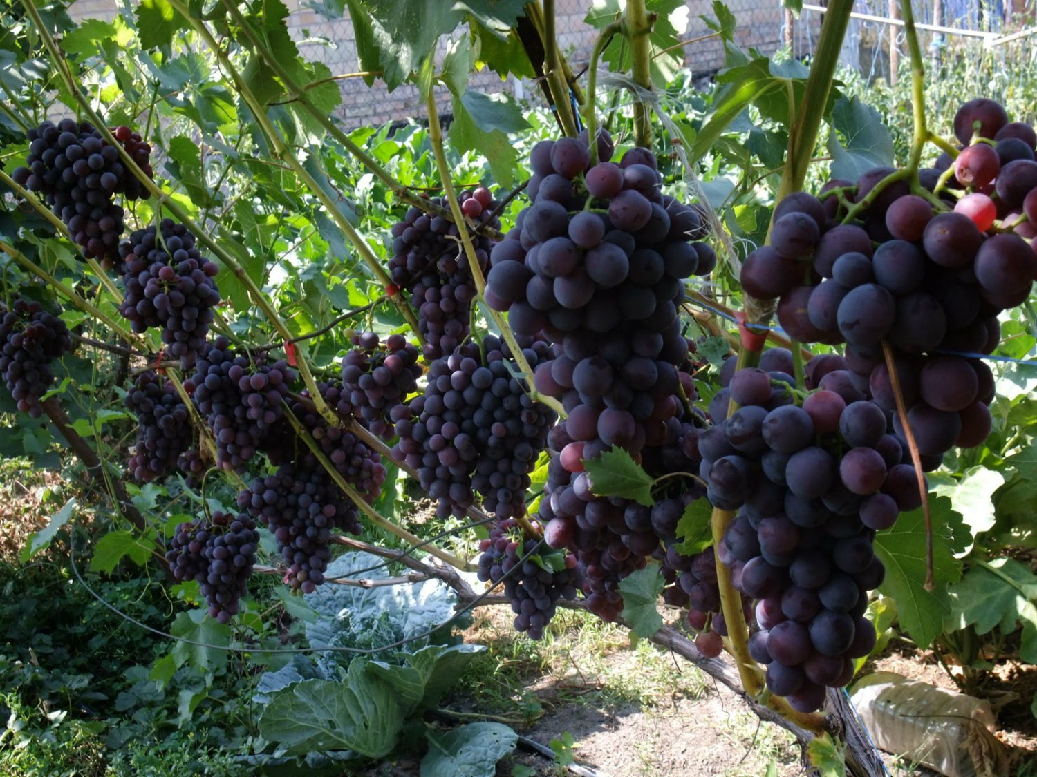 Les raisins dans le pays: comment préparer un lieu, planter des plants et en prendre soin