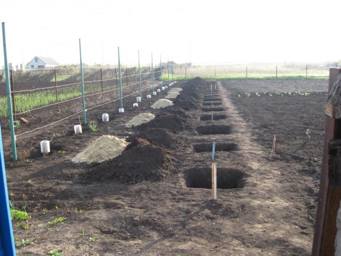 Una hilera de plantaciones de uva.