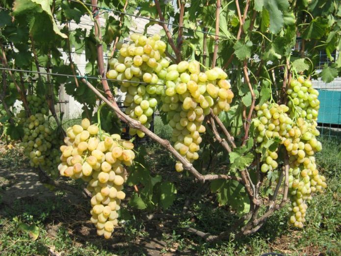 Uvas en un enrejado