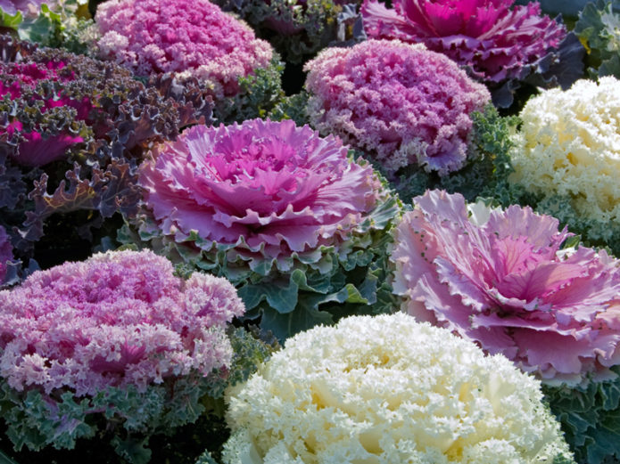 kale purple cabbage