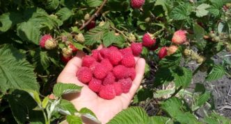 Primara-Beeren