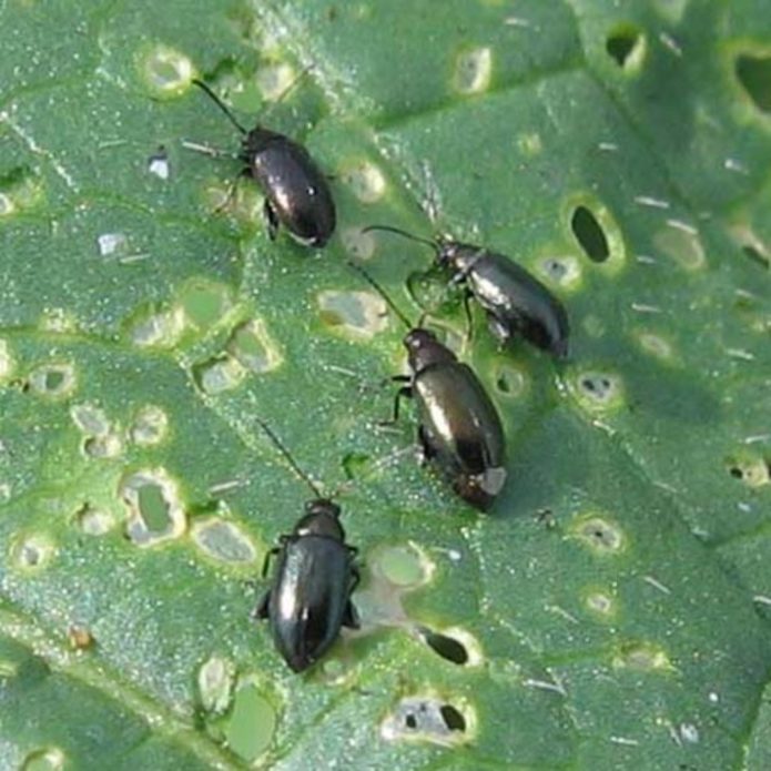 Cruciferous kirppu kaali