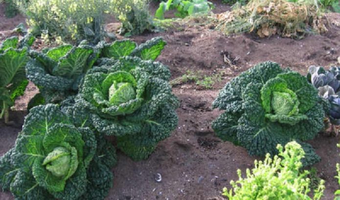 Ang kapitbahay na may savoy cabbage