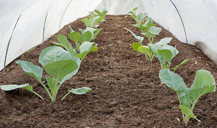 Wirsing im geschützten Garten