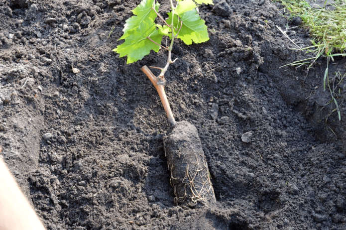 Plantning et år gammel