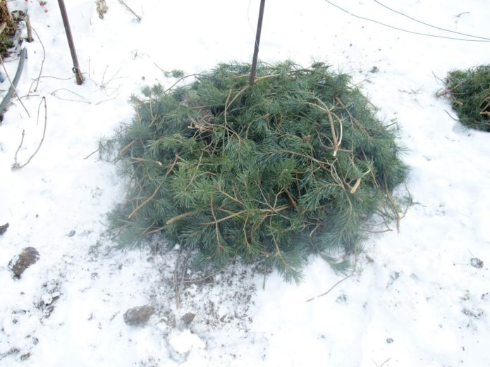 Onderdak voor de winter