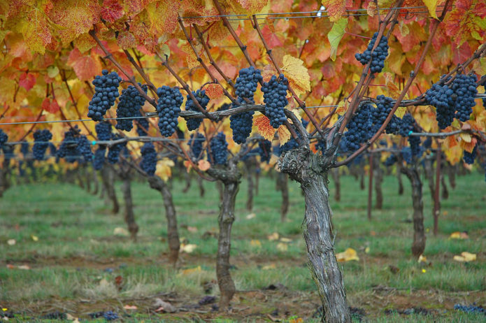 Uvas padrão