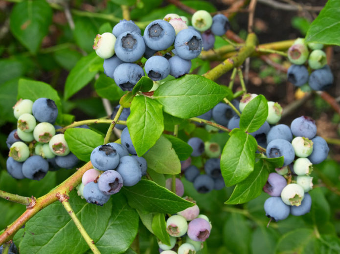 Mirtilos frutíferos