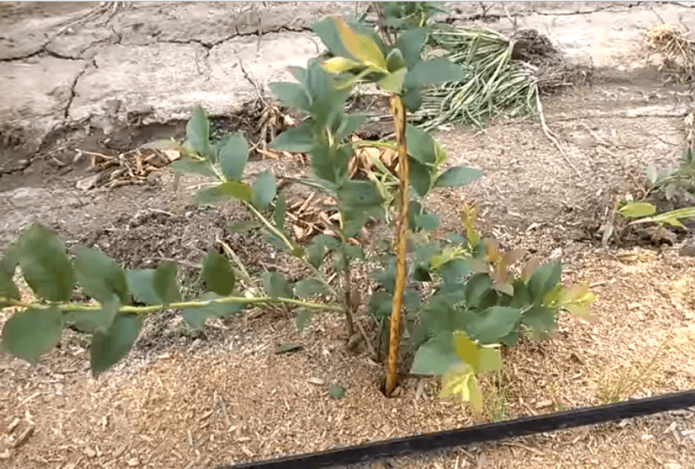 Memangkas anak pokok blueberry pada musim panas