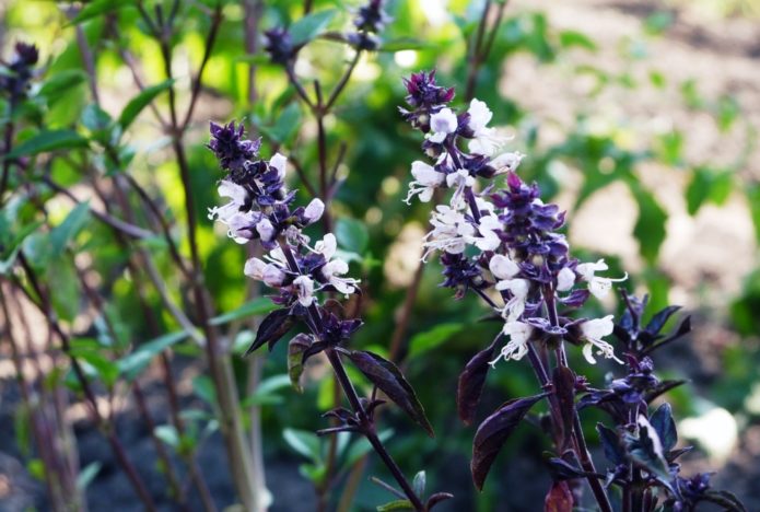 Basilic en fleurs