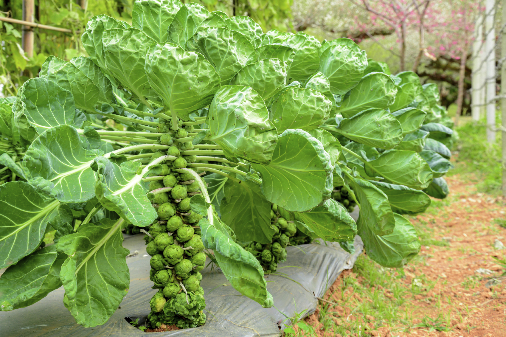 De beste variëteiten van spruitjes en de eigenaardigheden van hun teelt