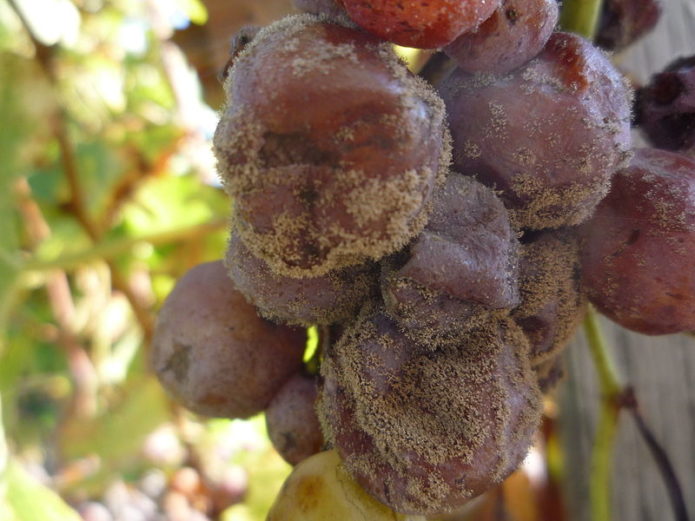 Podridão cinzenta de uvas