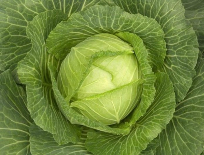 Regalong Rosette Cabbage