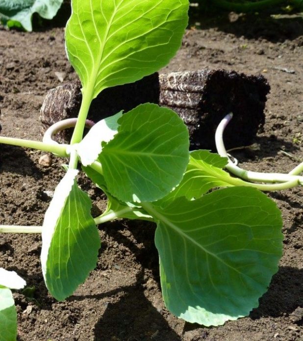 Plántulas antes de plantar en el suelo.