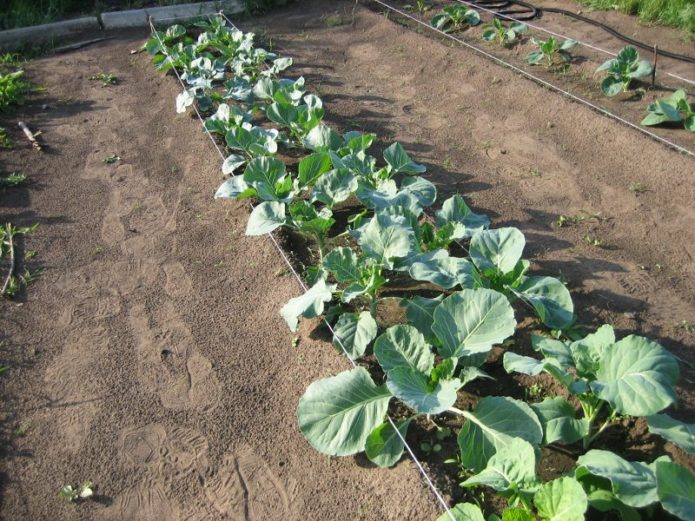 Cabbage bed