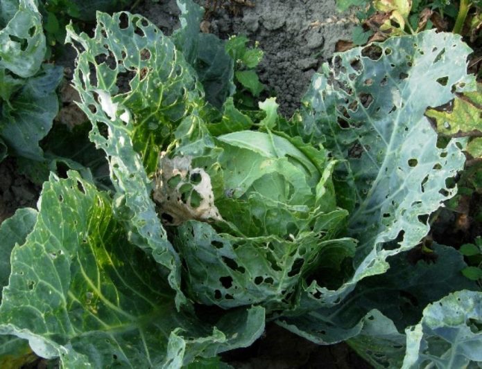 Cavolo cappuccio danneggiato dai bruchi dei cavoli bianchi