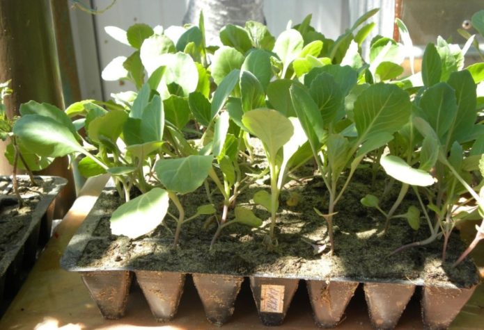 Savoy cabbage seedling lighting