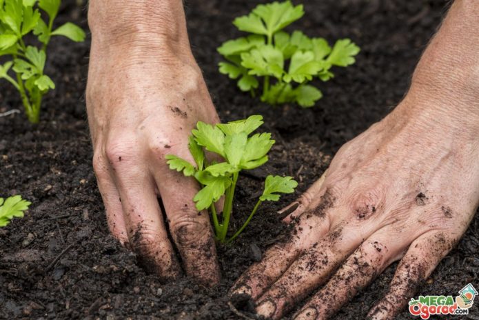 Plantar plántulas de apio