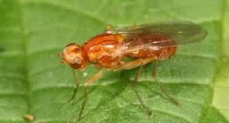 Mosca de pastanaga