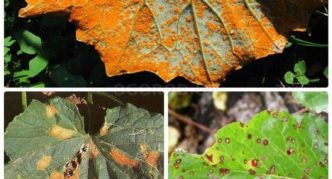 Rost auf dem Blatt