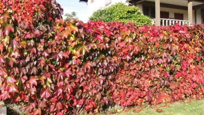 Un gard împletit cu struguri fecioare